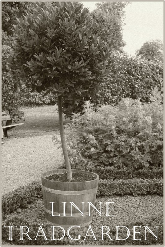 Linné trädgården