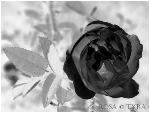 Rosa, Tyra's Garden